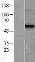 Methionine Aminopeptidase 2(METAP2) (NM_006838) Human Tagged ORF Clone