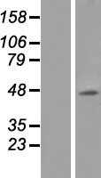 5 HT1A(HTR1A) (NM_000524) Human Tagged ORF Clone
