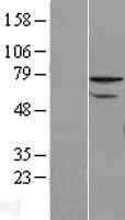 ZNF143 (NM_003442) Human Tagged ORF Clone