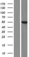 L Kynurenine Hydrolase(KYNU) (NM_003937) Human Tagged ORF Clone