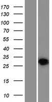 HVCN1 (NM_001040107) Human Tagged ORF Clone