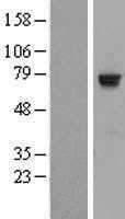 HTF9C(TRMT2A) (NM_022727) Human Tagged ORF Clone