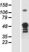 Glutamine Synthetase(GLUL) (NM_001033044) Human Tagged ORF Clone