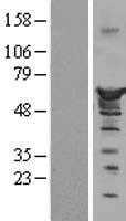 Nucleobindin 1(NUCB1) (NM_006184) Human Tagged ORF Clone