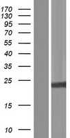 Histone H1x(H1FX) (NM_006026) Human Tagged ORF Clone