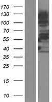 NABC1(BCAS1) (NM_003657) Human Tagged ORF Clone