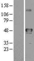 YANK2(STK32B) (NM_018401) Human Tagged ORF Clone