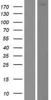 Dedicator of cytokinesis protein 6(DOCK6) (NM_020812) Human Tagged ORF Clone