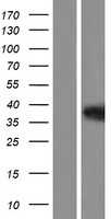 HIF1 beta(ARNT) (NM_178426) Human Tagged ORF Clone