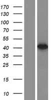 67kDa Laminin Receptor(RPSA) (NM_002295) Human Tagged ORF Clone