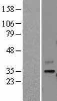 CNTN4 (NM_175612) Human Tagged ORF Clone