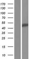 DNAJB5 (NM_001135004) Human Tagged ORF Clone