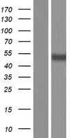 VMAT1(SLC18A1) (NM_001142325) Human Tagged ORF Clone