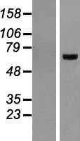 BMAL1(ARNTL) (NM_001030273) Human Tagged ORF Clone