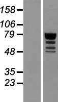 QRICH1 (NM_017730) Human Tagged ORF Clone