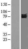 DVL1(DVL1) (NM_004421) Human Tagged ORF Clone