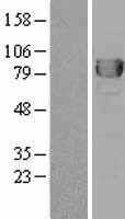 DPP3 (NM_005700) Human Tagged ORF Clone