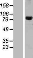 DHX32 (NM_018180) Human Tagged ORF Clone
