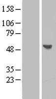 BPIL1(BPIFB2) (NM_025227) Human Tagged ORF Clone