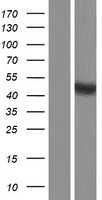 BMP15 (NM_005448) Human Tagged ORF Clone