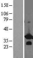 BCL7B (NM_001707) Human Tagged ORF Clone