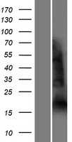 YY1 associated factor 2(YAF2) (NM_005748) Human Tagged ORF Clone