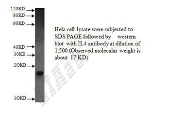 Human IL4 Polyclonal Antibody