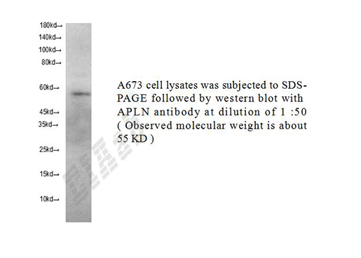 Human APLN Polyclonal Antibody