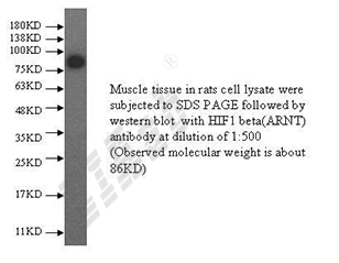 Human ARNT Polyclonal Antibody