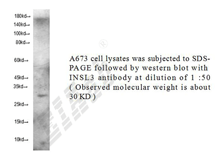 Human INSL3 Polyclonal Antibody