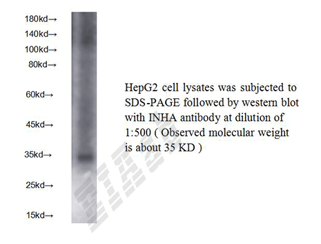 Human INHA Polyclonal Antibody