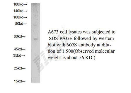 Human SOX9 Polyclonal Antibody