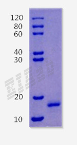 Rat Pf4 Protein