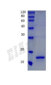 Human S100A4 Protein