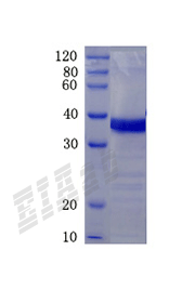 Human SCG5 Protein
