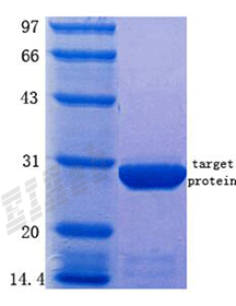 Human TLR4 Protein