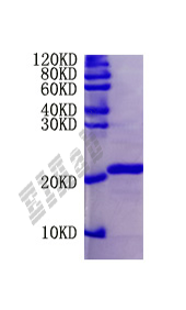 Mouse Fgf2 Protein
