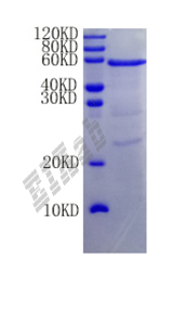 Mouse Cd36 Protein