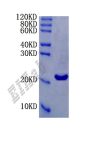 Mouse Tnfsf13 Protein