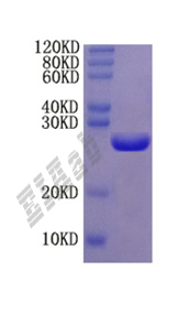 Mouse Krt5 Protein