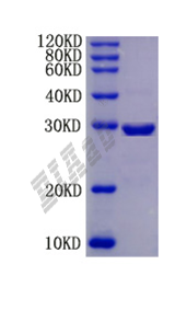 Human CD63 Protein