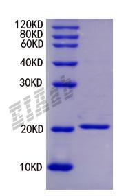 Human CD3E Protein
