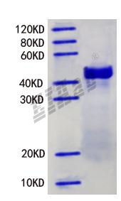 Mouse Rpl12 Protein