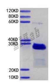 Mouse Ssr1 Protein
