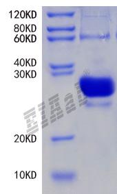 Mouse Agtr1a Protein