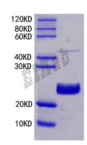 Mouse Insr Protein