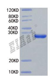 Mouse Alb Protein