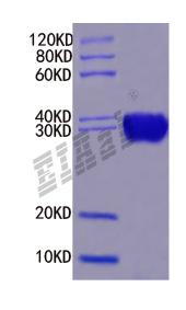 Mouse Bdnf Protein