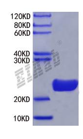 Mouse Xpnpep1 Protein