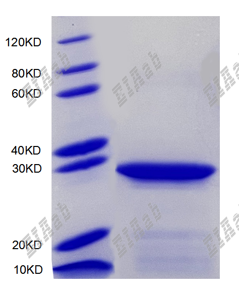 Mouse Gsdme Protein